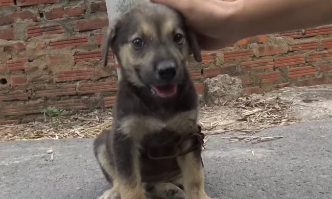 Eine Rettung in der Kälte. Quelle: Youtube Screenshot