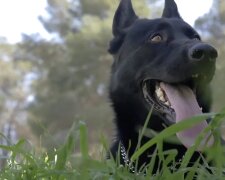 Hund.Quelle: Screenshot YouTube