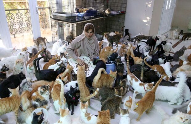 "Frauenglück": 480 Katzen, 12 Hunde und eine Menge Geld, um sie zu versorgen