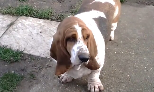 Hund. Quelle: Screenshot Youtube