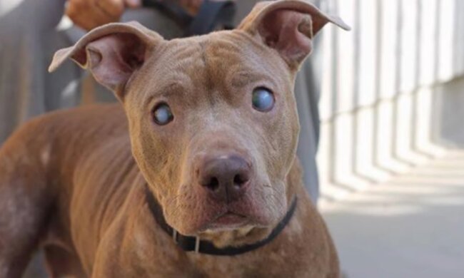 Jedes Tier verdient Liebe. Quelle: Screenshot YouTube