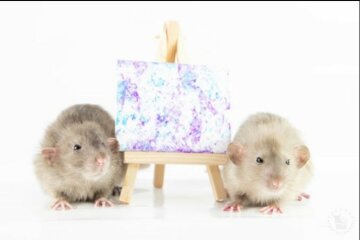 Das Mädchen besorgte sich ein paar Hausratten. Fluffys sind nicht nur ihre Freunde, sondern auch echte Künstler. Ihre Bilder bringen dem Mädchen gutes Einkommen
