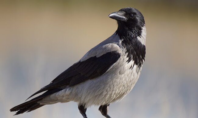 "Ich habe noch nie eine Krähe sprechen gehört": Vogel lernte die Sprache der Katze, um seine Portion Futter zu bekommen