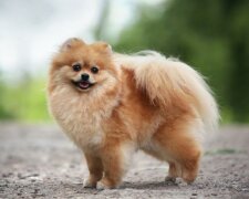 “Live Toys”: die glorreiche und alte Geschichte kleiner dekorativer Hunde