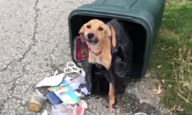 Erschöpftes Hündchen. Quelle: Screenshot YouTube