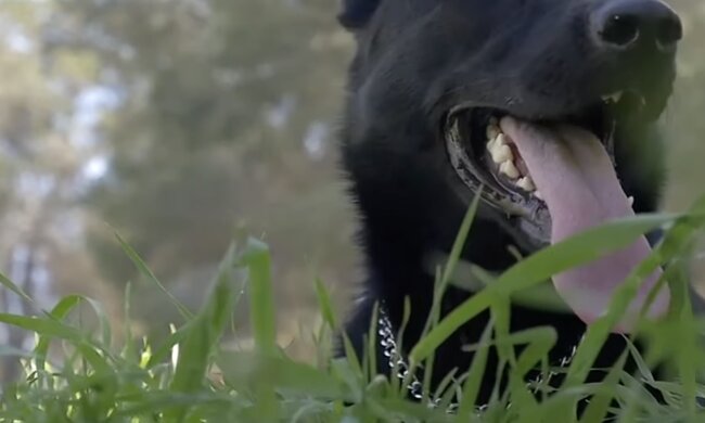 Hund.Quelle: Screenshot YouTube