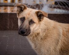 Jeden Tag kam ein Hund in meinen Laden und ich fütterte ihn, aber er fraß nicht, sondern nahm das Futter irgendwo weg: Ich beschloss, ihm zu folgen