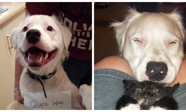 Shiro. Quelle: Screenshot