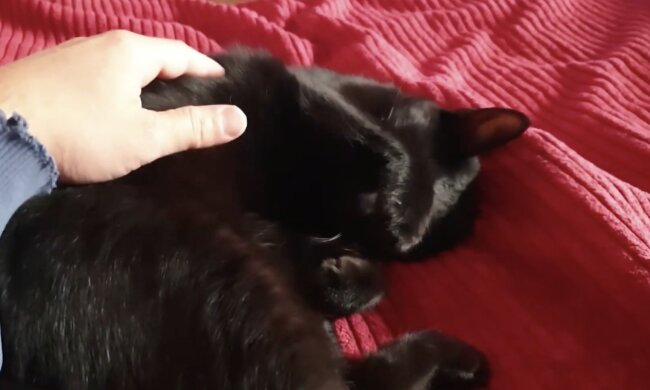 Katze. Quelle: Screenshot YouTube