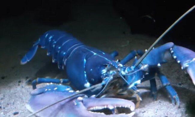 Blauer Hummer. Quelle: Youtube Screenshot