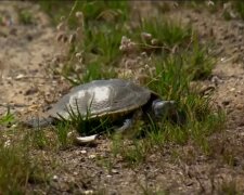 Jedes Leben zählt: Ein Privatjet wurde gemietet, um seltene Schildkröten zu retten