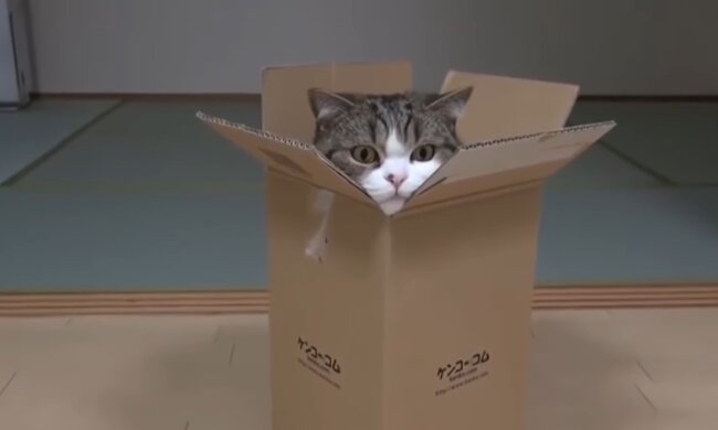 Kater in der Kiste. Quelle: Youtube Screenshot