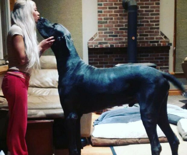 Eine 150 cm große Frau zog einen Hund von der Größe eines Pferdes auf