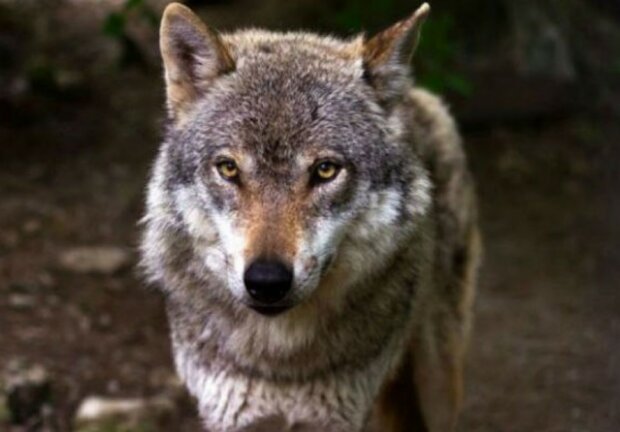 Die Wölfin kam, um um Futter zu bitten, und der Förster hatte Mitleid mit ihr, zwei Monate später kamen drei Wölfe zu ihm
