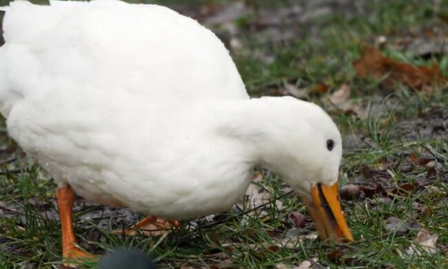 Ente. Quelle: Screenshot Youtube