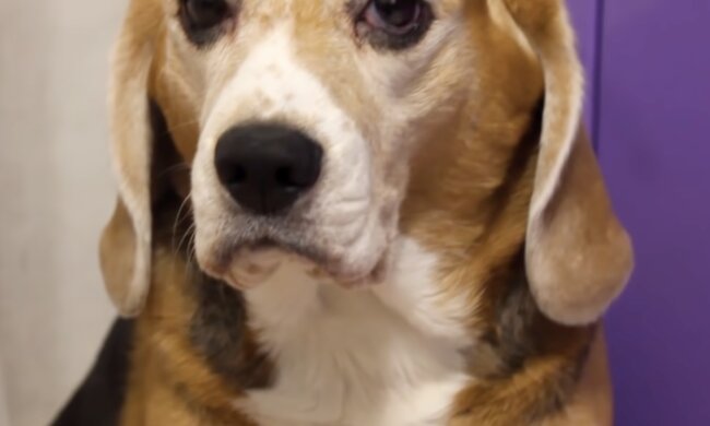 Hund. Quelle: Screenshot YouTube