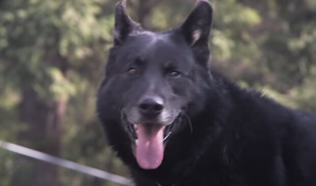 „Mutiges Herz“: Der Hund hat einen Teenager zwei Tage lang vor Kojoten im Wald geschützt