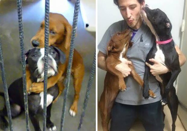 Die Kraft der sozialen Medien: Zwei Hunde im Tierheim wurden in letzter Minute gerettet