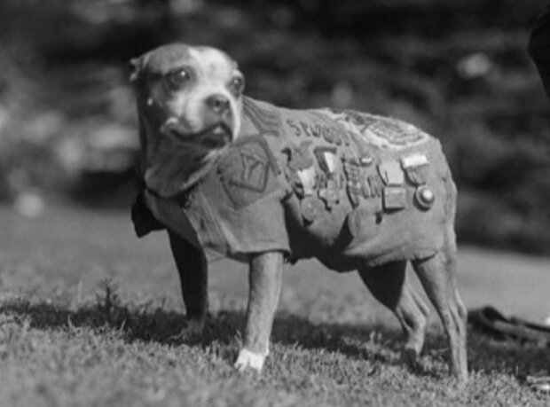 Vom Vagabunden zum Helden: Stubby's Hund, der als erster und einziger Hund zum Sergeant befördert wurde