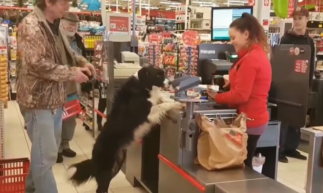 Hund im Supermarkt. Quelle: Youtube Screenshot