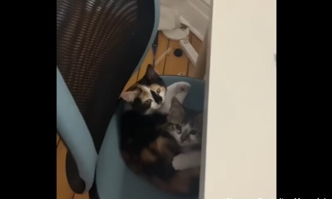 Katzenfamillie. Quelle: Youtube Screenshot