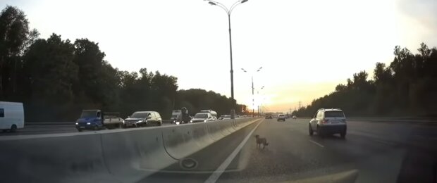 Ein streunender Hund kam auf die Autobahn, aber besorgte Autofahrer hielten den Verkehr an