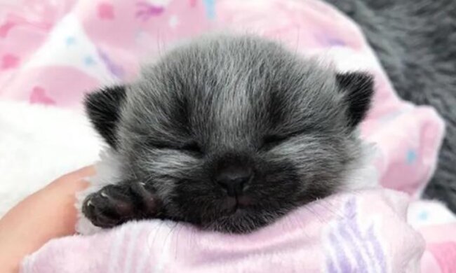 Das Mädchen fand eine Katze mit einer ungewöhnlichen Farbe und kümmerte sich um sie