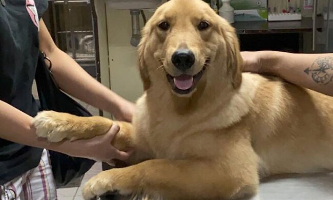 Die positivste Herausforderung der Welt: Besitzer zeigen ihre lächelnden Hunde