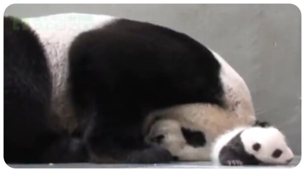 Panda und ihr Baby. Quelle: animalchannel.com