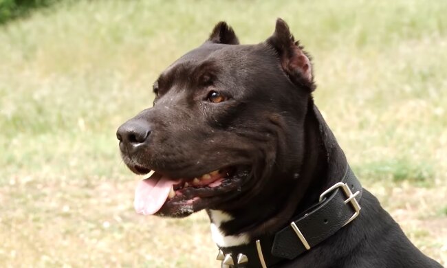 Wunderhund. Quelle: Youtube Screenshot
