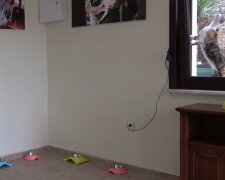 "Man muss etwas Gutes tun": Mann lud neun streunende Katzen ins Haus ein