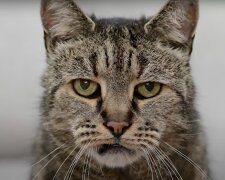 Der Kater. Quelle: Screenshot YouTube
