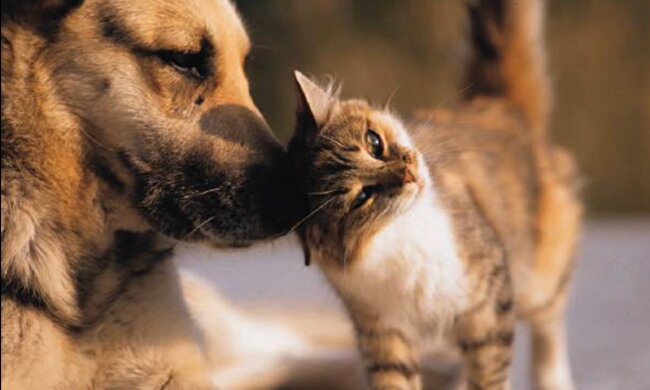 Gegenseitiges Verständnis. Quelle: Screenshot YouTube