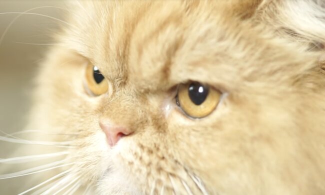 Katze. Quelle: Screenshot YouTube