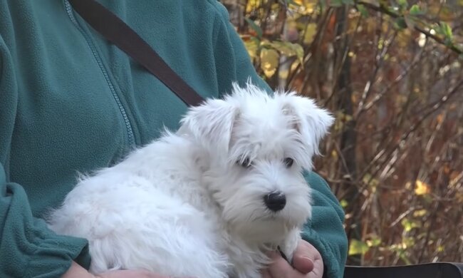 Conan in den Händen einer Freiwilligen. Quelle: Youtube Screenshot