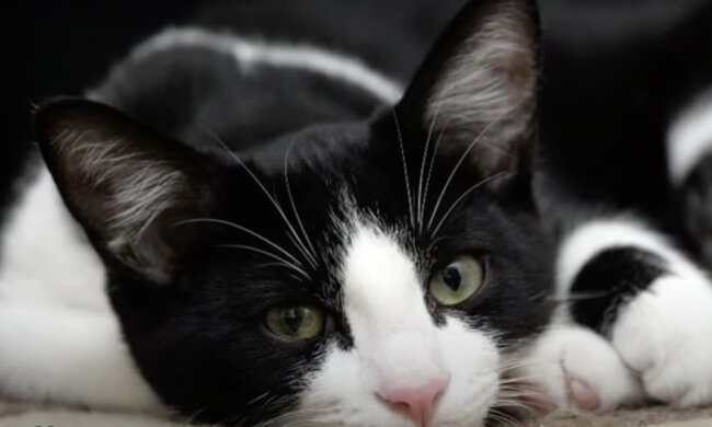 Katze .Quelle: Screenshot YouTube