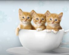 Drei Kätzchen. Quelle: Screenshot YouTube