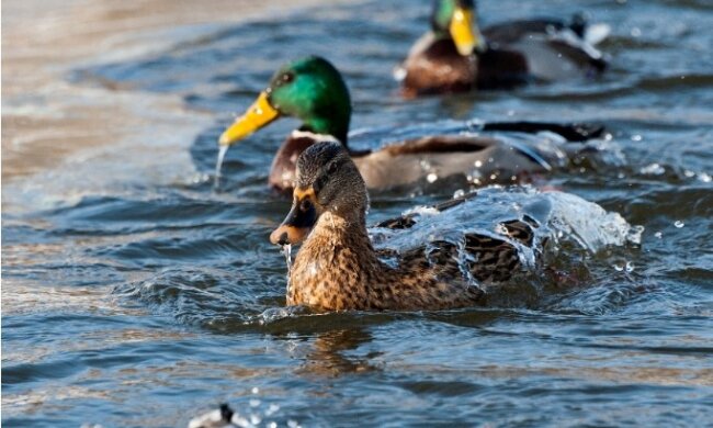 „Besser kein Brot nehmen“: Warum sollte man die Enten in den Parks am besten mit Mais und Erbsen füttern