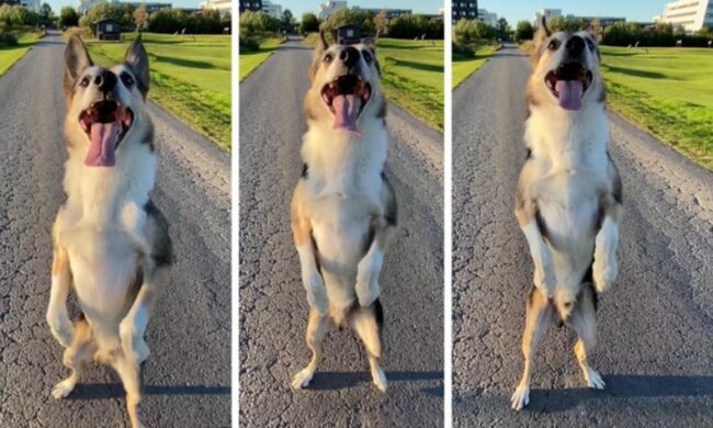 Fast wie ein Mensch: Ein Hund namens Henry hat seit seiner Kindheit gelernt, auf den Hinterbeinen zu gehen