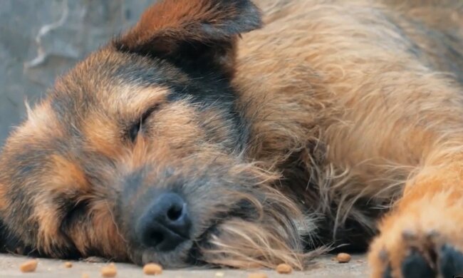 Tierheimhund. Quelle: Youtube Screenshot