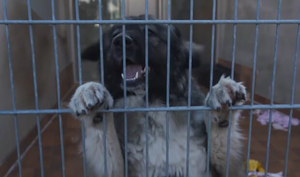 "Hunde brauchen ein Zuhause": Neue Möglichkeiten für alte Hunde aus Tierheimen, Details
