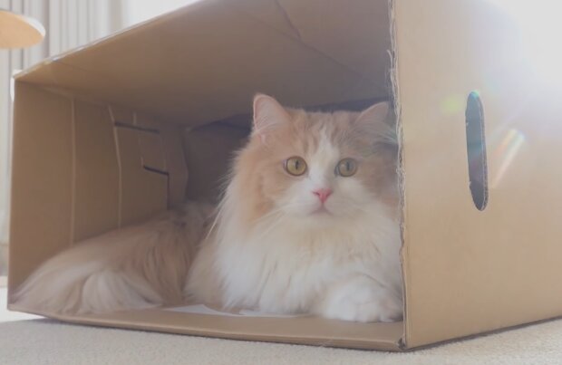 Katze in der Kiste. Quelle: YouTube Screenshot