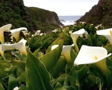 Tal der wilden Callas: ein magischer Ort an der Pazifikküste