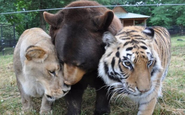 Untrennbare Freunde: Was Löwe, Tiger und Bär verbindet