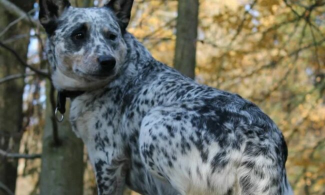 Bluey: die Geschichte des ältesten Hundes der Welt
