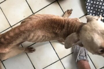 Der Typ hat einen Hund gestohlen, der wie ein Skelett aussah. Aber als ich sehe, wie er sich verändert hat, möchte ich ihn einen Held nennen
