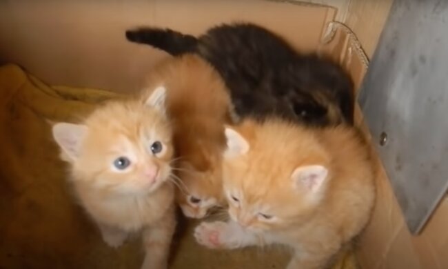 Zwillingskätzchen Quelle: Screenshot Youtube