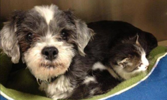 Eine Hundemutter fütterte ein winziges Kätzchen mit ihrer Milch: Dank ihr überlebte es