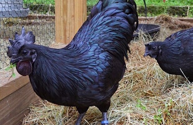 Ein Bauer fand seltsame schwarze Eier: Nach einer Weile schlüpften aus ihnen ungewöhnliche Tiere