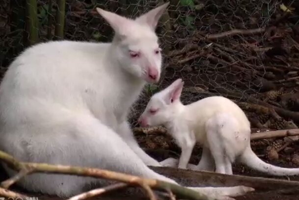 Im Zoo Kaiserslautern verschwand spurlos  Albino-Känguru, Details sind bekannt